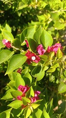 Obraz premium Lesser bougainvillea, paperflower, Bougainvillée glabre - Bougainvillea glabra - Nyctaginaceae, Nyctaginacées