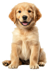 Fototapeta premium PNG A golden retrieval puppy happy sitting background animal white.