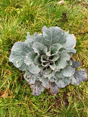 Ornemental cabbage, Chou commun, Chou ornementale - Brassica oleracea - Brassicaceae, Brassicacées