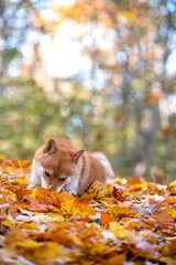 Shiba inu autumn leaves