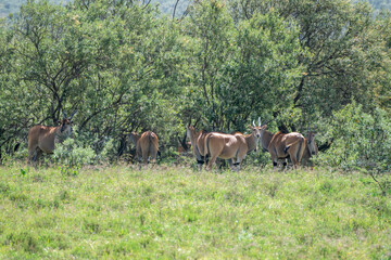 Fototapeta premium Herd of antelope is standing gracefully in a grassy field, Hells Gate, Kenya