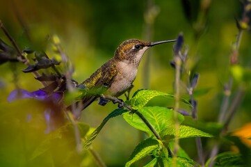 Hummingbird perched on a green branch