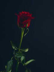 Obraz premium Beautiful red rose against a black background