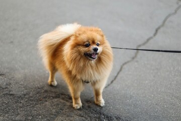 Portrait of a tiny red Pomeranian dog on a leash
