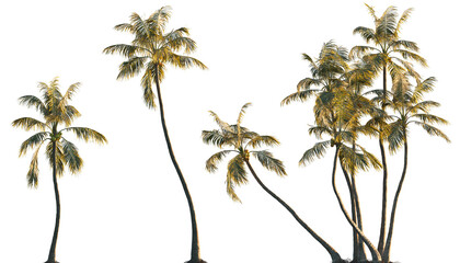 Cocos nucifera (Palma cocos, Cocos nana, Cocos indica) palm frontal isolated png on a transparent...