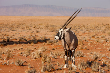 Namibia, Hardap Region, Sesriem, Sossusvlei, Gemsbok (Oryx gazella)