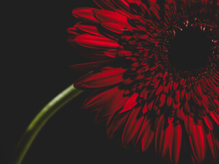 beautiful red flower against a black background