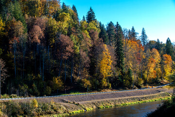 autumn in the forest