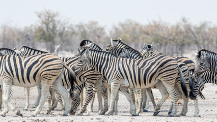 Fototapeta premium Namibia, Kunene Region, Etosha National Park, Burchell's Zebra (Equus quagga burchellii)