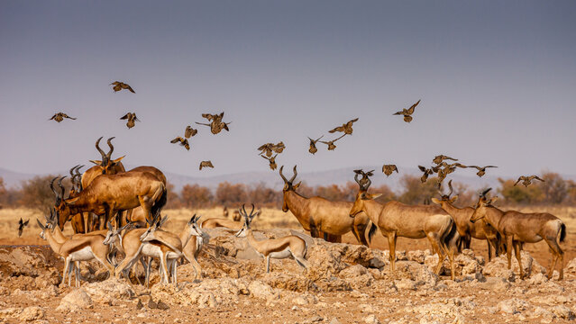Namibia, Kunene Region, Etosha National Park, Red Hartebeest (Alcelaphus buselaphus caama) and Springbok (Antidorcas marsupialis)