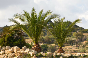 Lush Green Palm Trees in a Scenic Countryside Landscape
