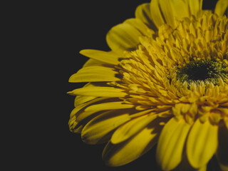 beautiful yellow flower against a black background