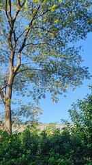 Green Landscape with Tree and Mountains