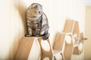 Playful young gray scottish fold cat interested with hanging beads while walking on wall mounted...