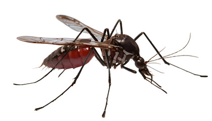 Detailed Infographic Depicting the Lifecycle of the Dengue Virus and Its Impact on Human Health for Educational Purposes