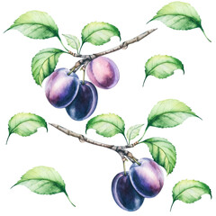Watercolor botanical drawings of plum on a branch.Handmade watercolor for design of textiles, stickers, wallpaper, packaging, kitchen.Purple juicy plums on a branch with green leaves.