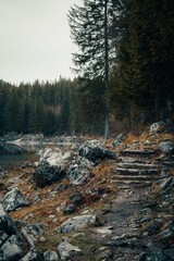 Tranquil Forest Path with Pine Trees