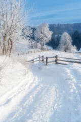 Winter rural landscape (background). Snow-covered trees line a peaceful path in a winter landscape at dawn, with frosted branches reflecting the morning light in a serene atmosphere