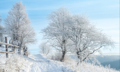Obraz premium Winter rural landscape (background). Snow-covered trees line a peaceful path in a winter landscape at dawn, with frosted branches reflecting the morning light in a serene atmosphere