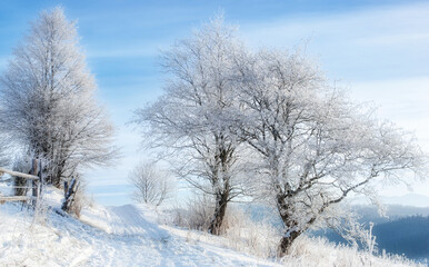 Winter rural landscape (background). Snow-covered trees line a peaceful path in a winter landscape at dawn, with frosted branches reflecting the morning light in a serene atmosphere