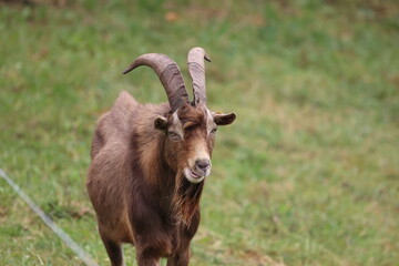 Fototapeta premium Lonely goat on a green meadow