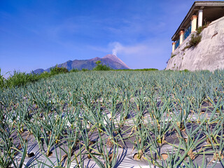 a fertile onion garden with neatly growing onion plants