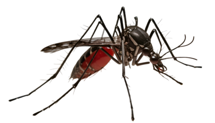 Comprehensive Illustration of Dengue Fever Symptoms and prevention strategies for health education and awareness campaigns