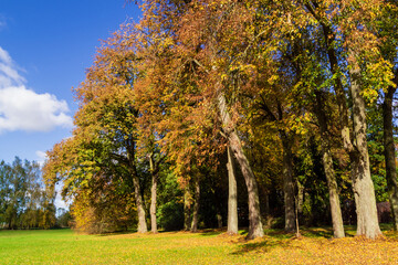 Jesień w Kurowie - Narwiański Park Narodowy - Podlasie, Polska