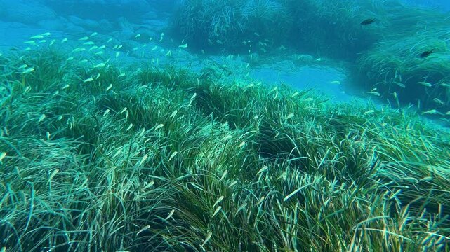 A serene underwater world captured in clarity, showcasing diverse marine life swimming among dense seagrass beds, illustrating natural beauty and ecosystem harmony.