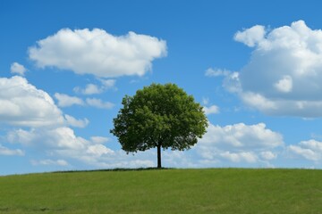 A lone tree on a grassy hill under a bright blue sky with scattered clouds.