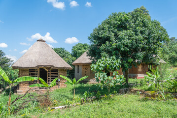 Obraz premium African thatchedroof hut is in the middle of a lush green field, Kakamega Forest