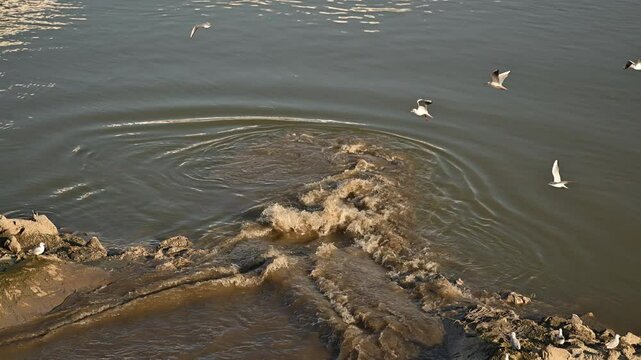 Flock of seagulls at sewage outfall on Danube river, 4K