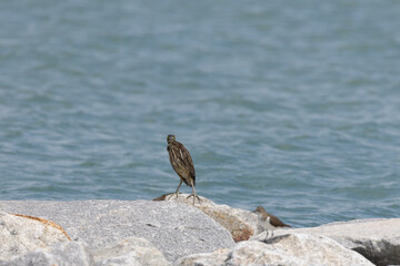 Striated Heron Butorides striata in Gurney Beach Penang Malaysia.

The striated heron also known as...
