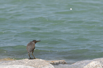 Striated Heron Butorides striata in Gurney Beach Penang Malaysia.

The striated heron also known as...