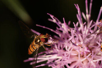 花の蜜を吸うハナアブ