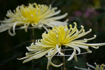 大菊（古典菊）管物　黄色