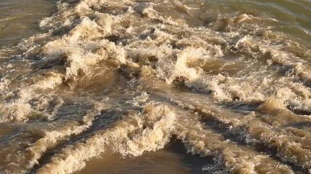 Flock of seagulls at sewage outfall on Danube river, 4K