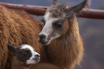 Fototapeta premium Meet the fluffiest little duo! Mama llama and her adorable calf, spreading joy one fuzzy snuggle at a time. Cusco Peru.