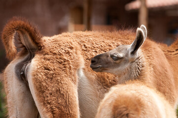 Meet the fluffiest little duo! Mama llama and her adorable calf, spreading joy one fuzzy snuggle at...