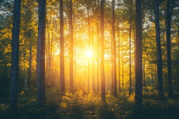 Obraz premium Golden sunlight filters through the trees in a peaceful forest, illuminating the undergrowth and creating a serene and calming environment