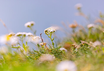 Naklejka premium Yarrow flowers, selective focus on centre bloom. 