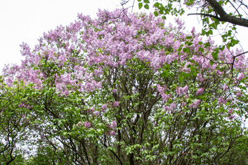 Obraz premium Lilac flowers blooming branch. Garden spring plant, Nature