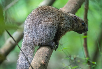 A curious daman is perched comfortably on a sturdy tree branch