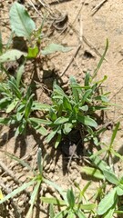 Obraz premium Field marigold, Souci des champs, Souci sauvage - Calendula arvensis - Asteraceae, Astéracées