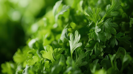 Obraz premium Close-up of fresh green herb leaves, showcasing vibrant color and texture, perfect for culinary or gardening themes.