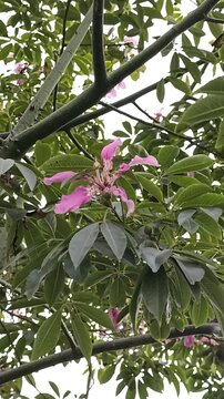 Silk Floss Tree, Floss silktree, Chorisia, Chorisie, Kapokier, Arbre &agrave; kapoke, Palo borracho - Ceiba speciosa - Malvaceae, Malvac&eacute;es
