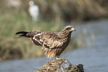 Obraz premium Black kite perched on a mound near a riverbank, with blurred grass in the background
