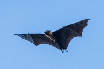 Indian flying fox soaring in the clear blue sky, showcasing its wide wingspan and detailed features.