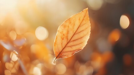 Obraz premium Delicate Leaf Basking in Warm Autumn Sunlight with Soft Bokeh Background