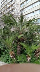 Fototapeta premium European Fan-palm, Europese Dwergpalm, Palma chiquita, Palmier doum, Chamaerops nain, Bargalló, Cefaglione - Chamaerops Humilis, Chamaeriphes Major - Arecaceae, Arécacées